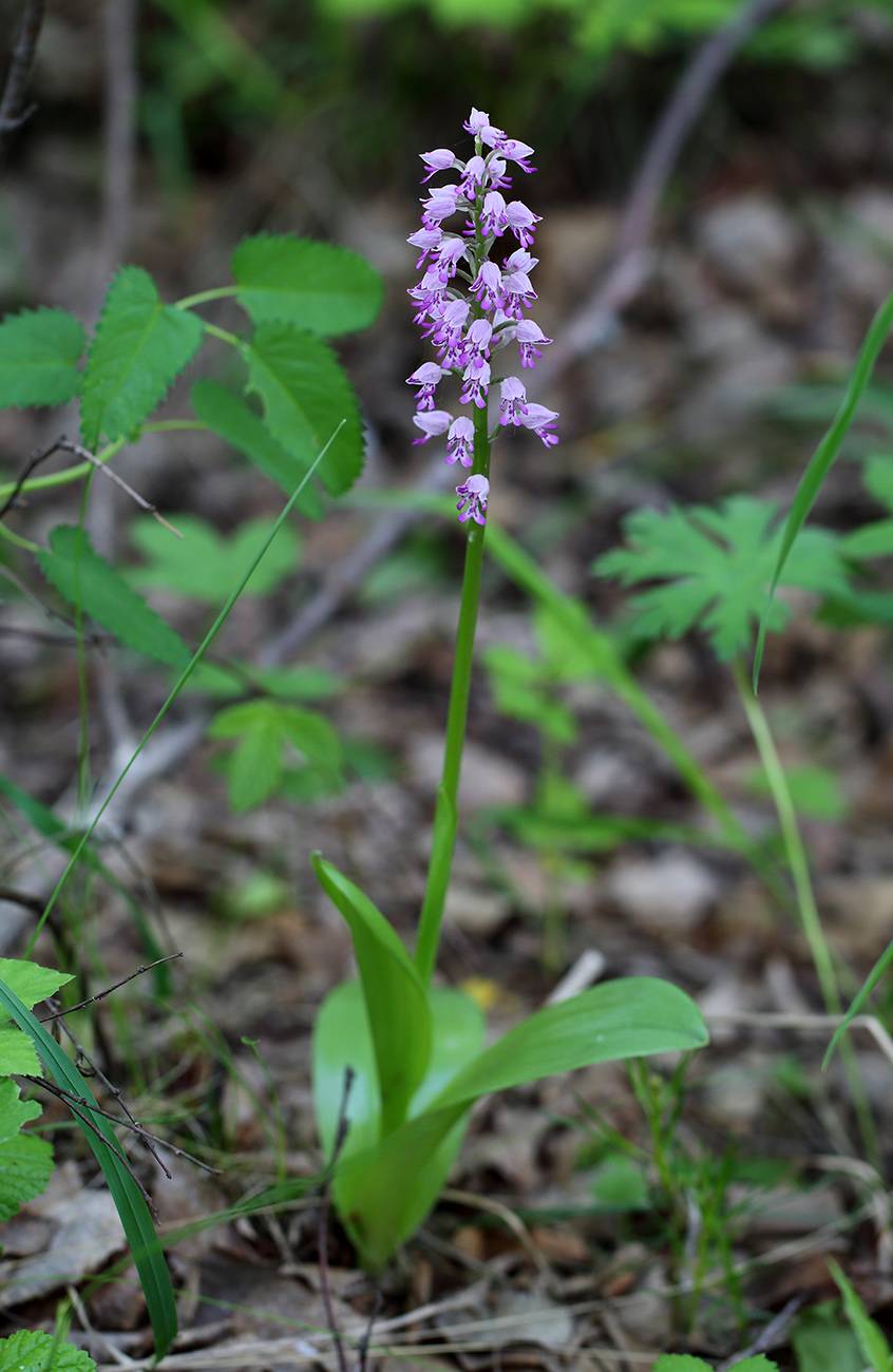 Изображение особи Orchis militaris.