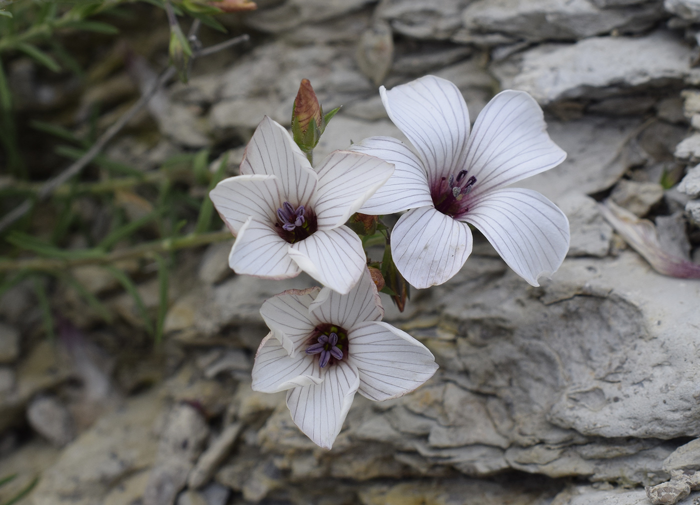 Изображение особи Linum milletii.