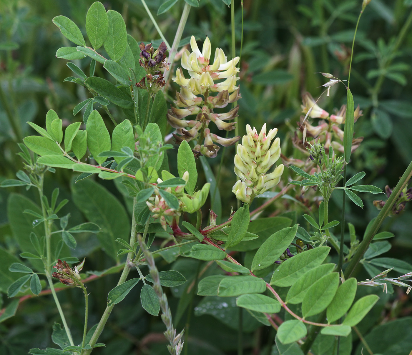 Image of Astragalus glycyphyllos specimen.