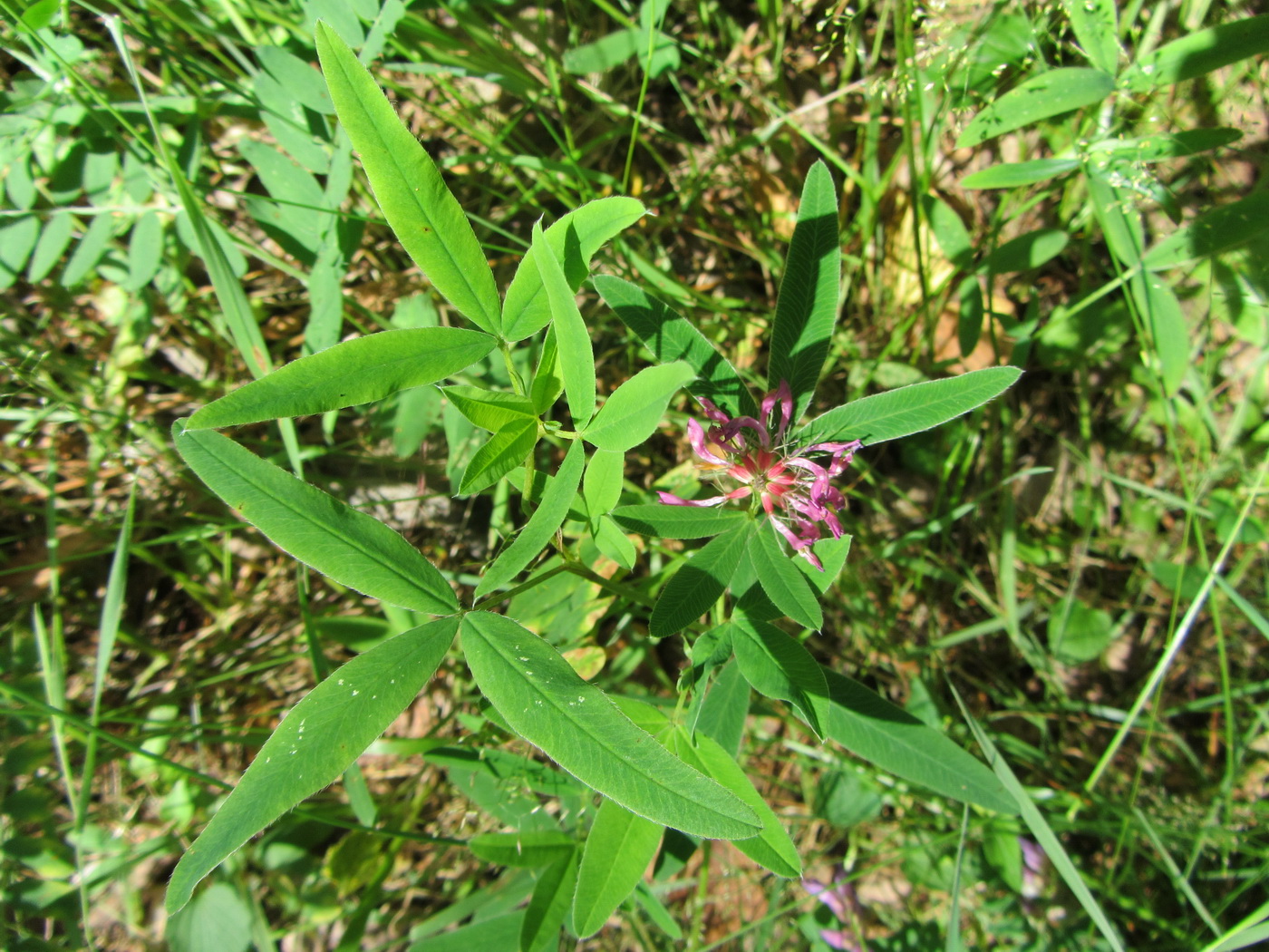 Image of Trifolium medium specimen.