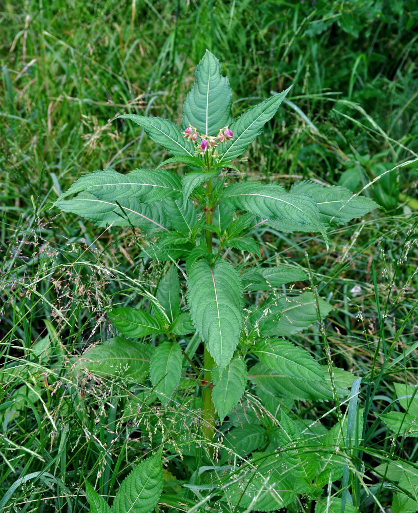 Image of Impatiens glandulifera specimen.