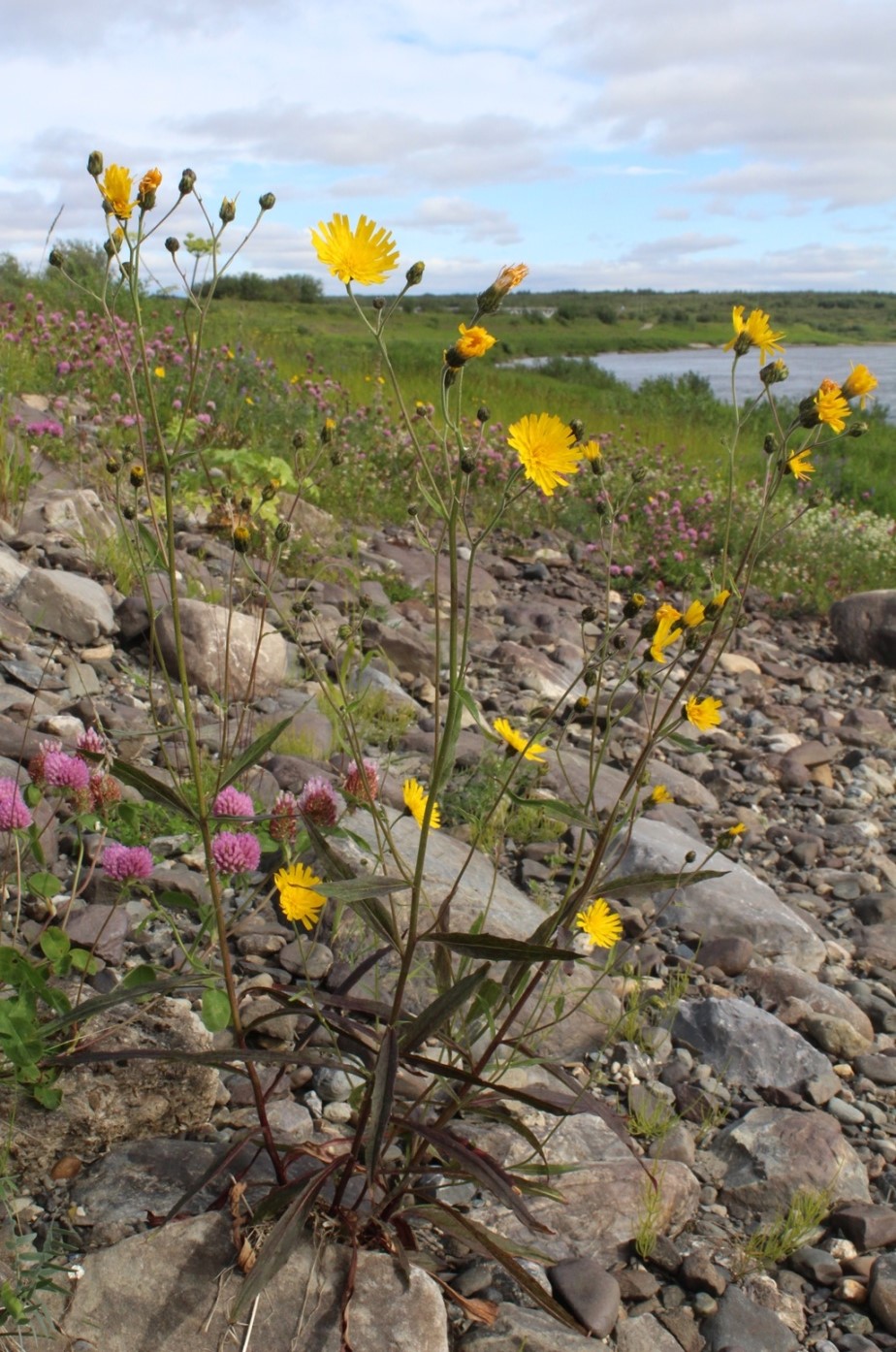 Изображение особи Hieracium dolabratum.