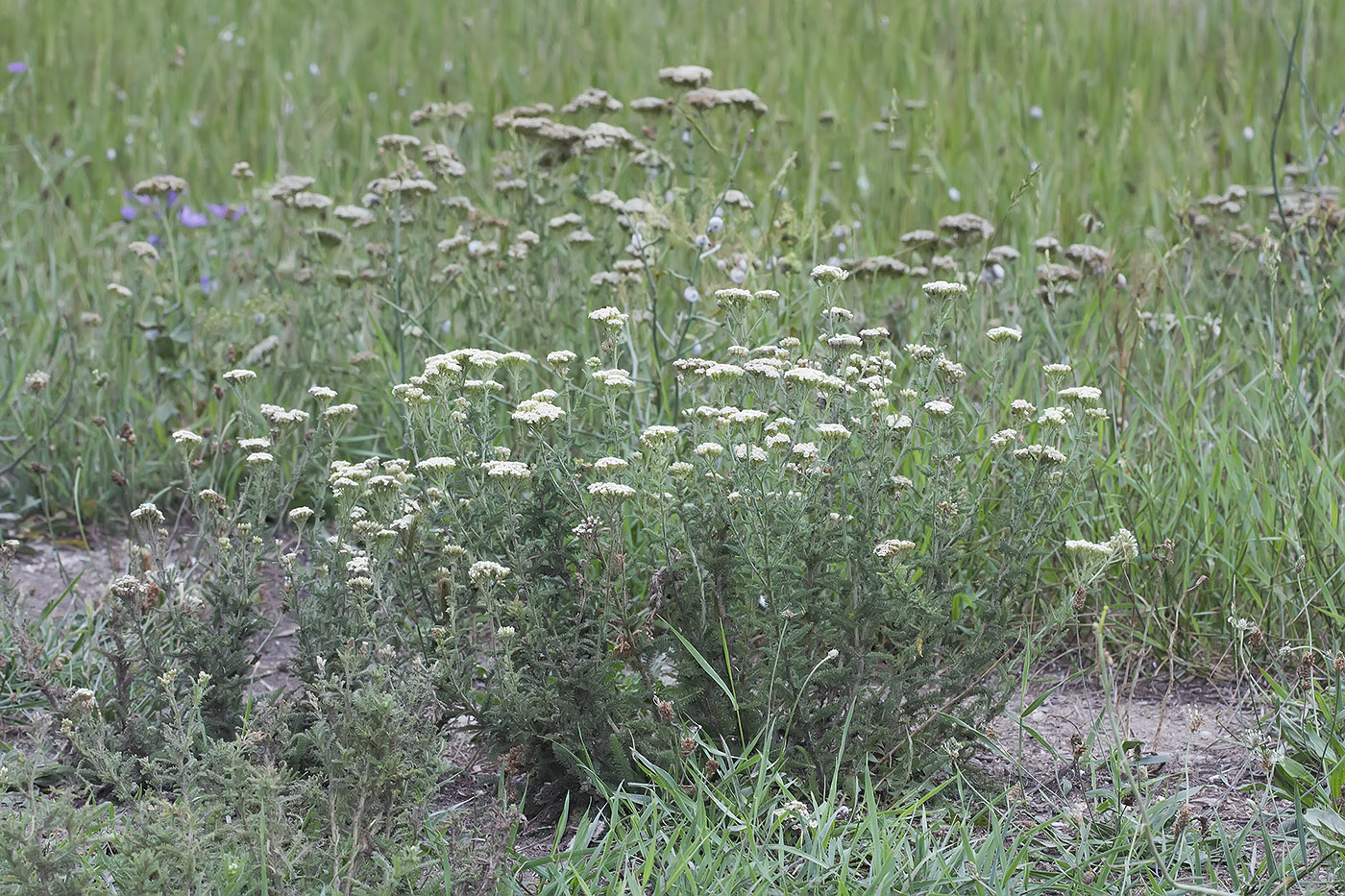 Изображение особи род Achillea.