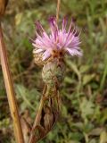 Centaurea adpressa. Часть побега с соцветием. Украина, г. Запорожье, балка возле трассы на Васильевку, южнее Опытной станции, степь. 14.10.2020.