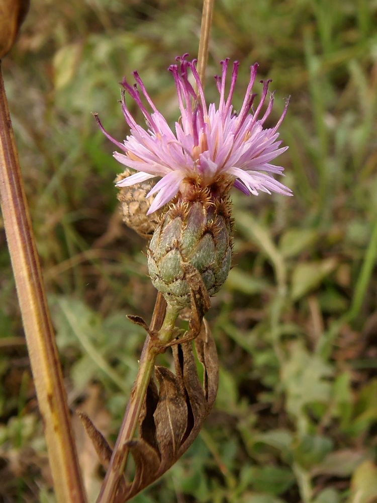 Изображение особи Centaurea adpressa.