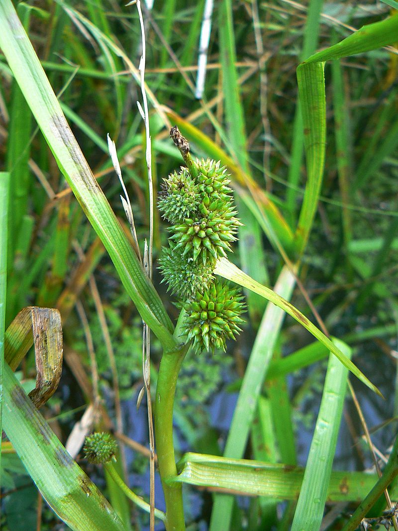 Image of Sparganium glomeratum specimen.