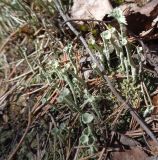 род Cladonia. Талломы. Тверская обл., Весьегонский р-н, бывшая свалка опилок на сфагновом болоте, земляной вал, сосняк. 1 мая 2020 г.