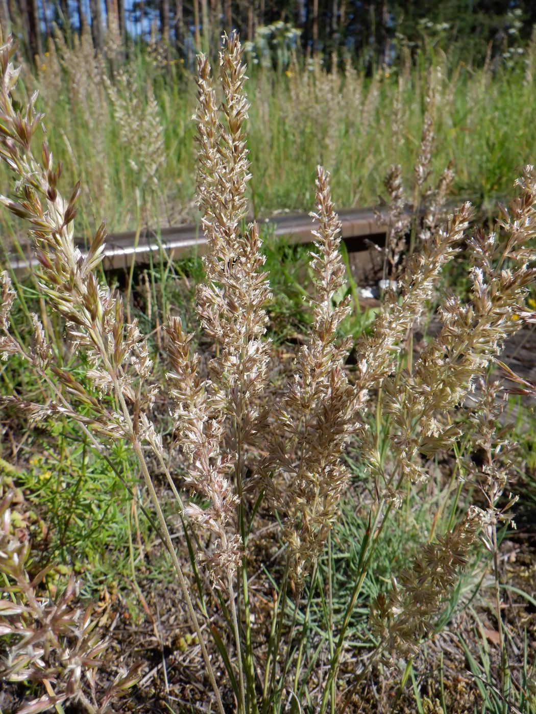 Image of Koeleria glauca specimen.