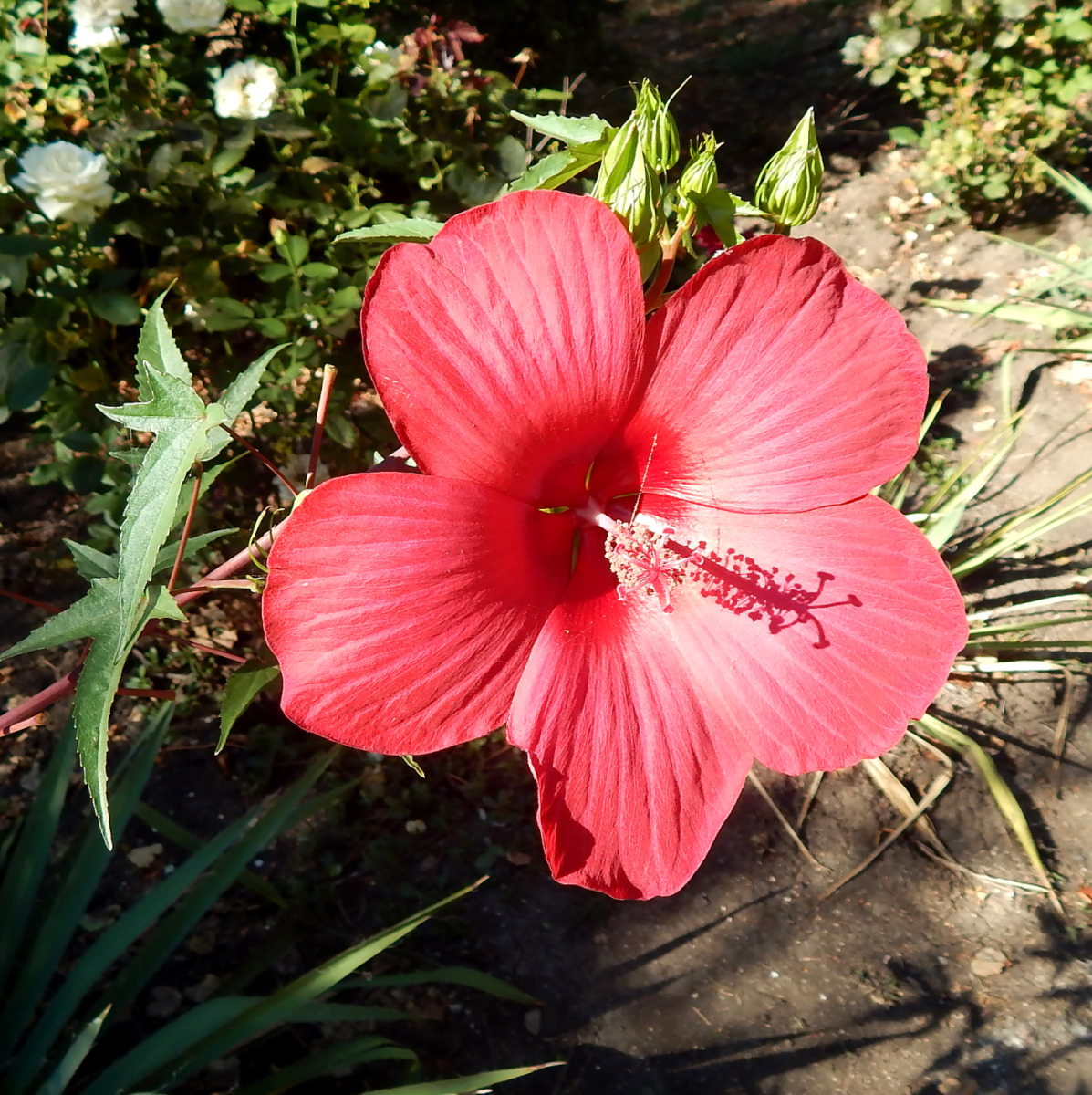 Изображение особи Hibiscus coccineus.