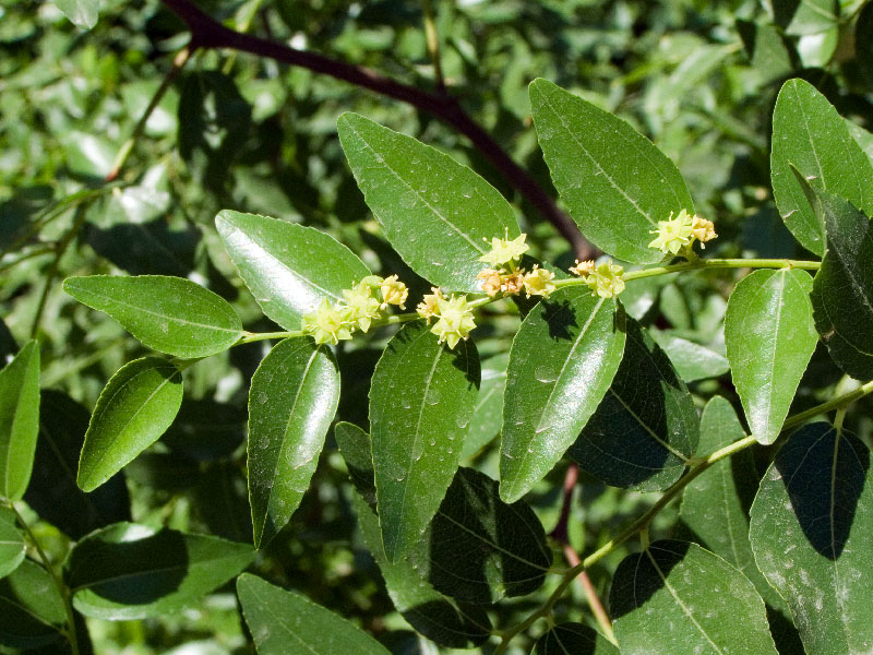 Image of Ziziphus jujuba specimen.