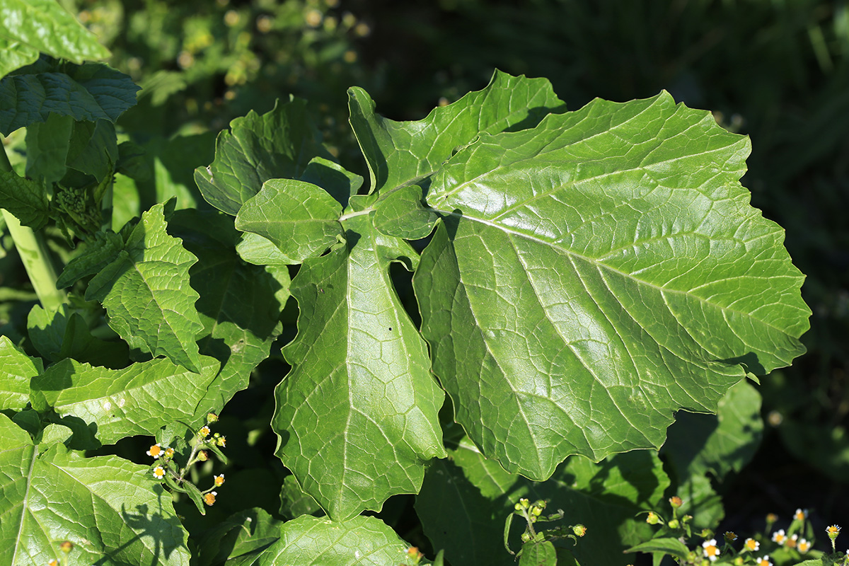 Изображение особи Brassica juncea.