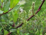 Salix kazbekensis. Часть ветви с соплодиями. Кабардино-Балкария, Эльбрусский р-н, ок. 2650 м н.у.м., берег р. Ирикчат. 06.07.2020.