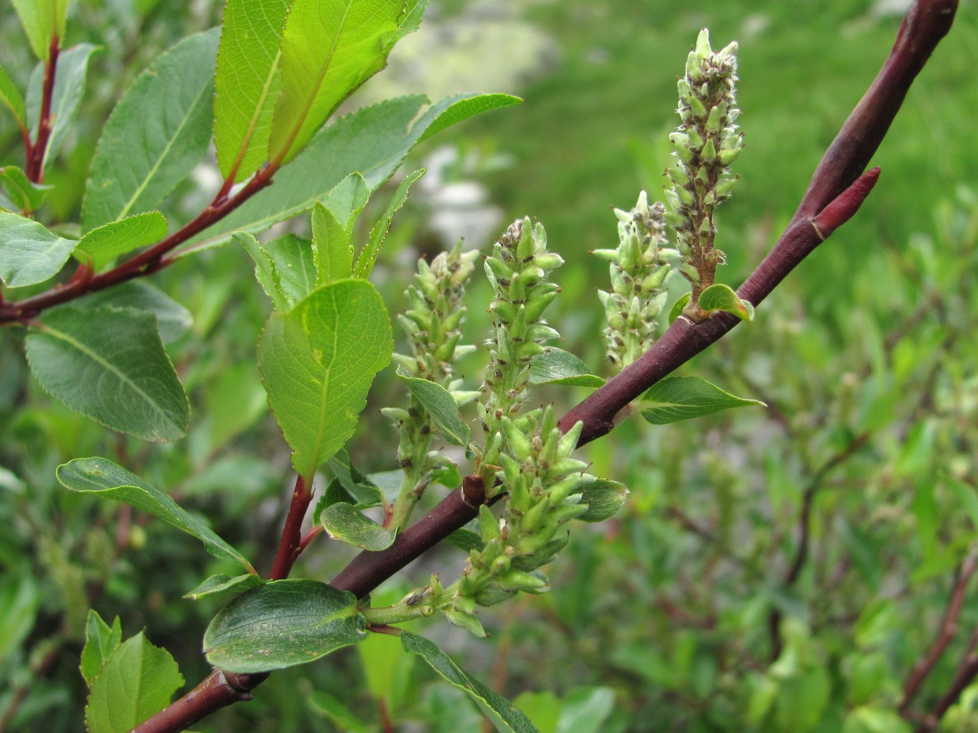 Изображение особи Salix kazbekensis.