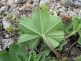 Alchemilla caucasica. Лист (вид снизу). Кабардино-Балкария, Эльбрусский р-н, долина р. Ирикчат, ок. 3100 м н.у.м., каменистое место. 06.07.2020.