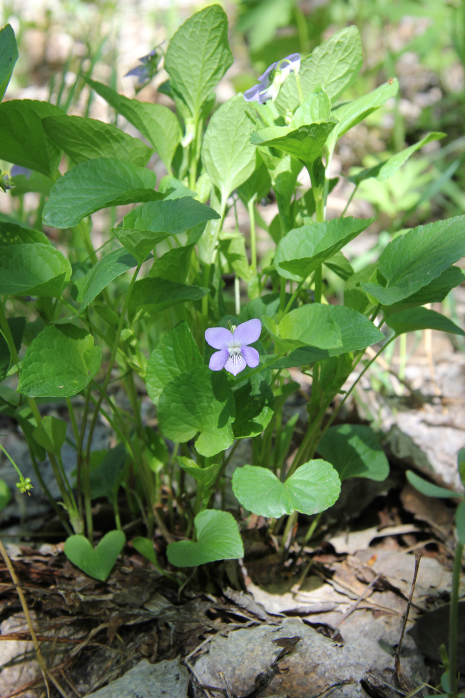 Изображение особи Viola ruppii.