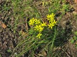 Gagea spathacea. Куртина цветущих растений. Нидерланды, провинция Drenthe, деревня Roden, парк на территории поместья (мызы). 10 апреля 2009 г.