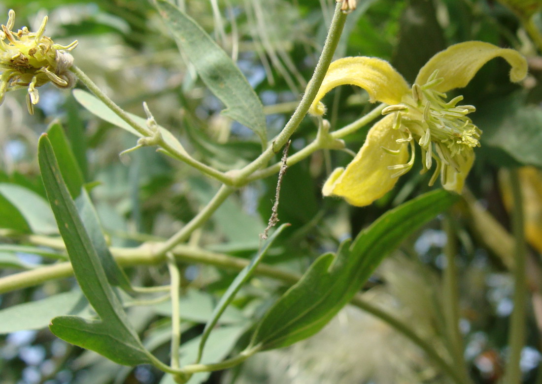 Изображение особи Clematis orientalis.