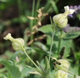 Melandrium latifolium