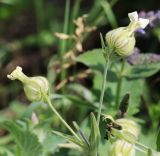 Melandrium latifolium