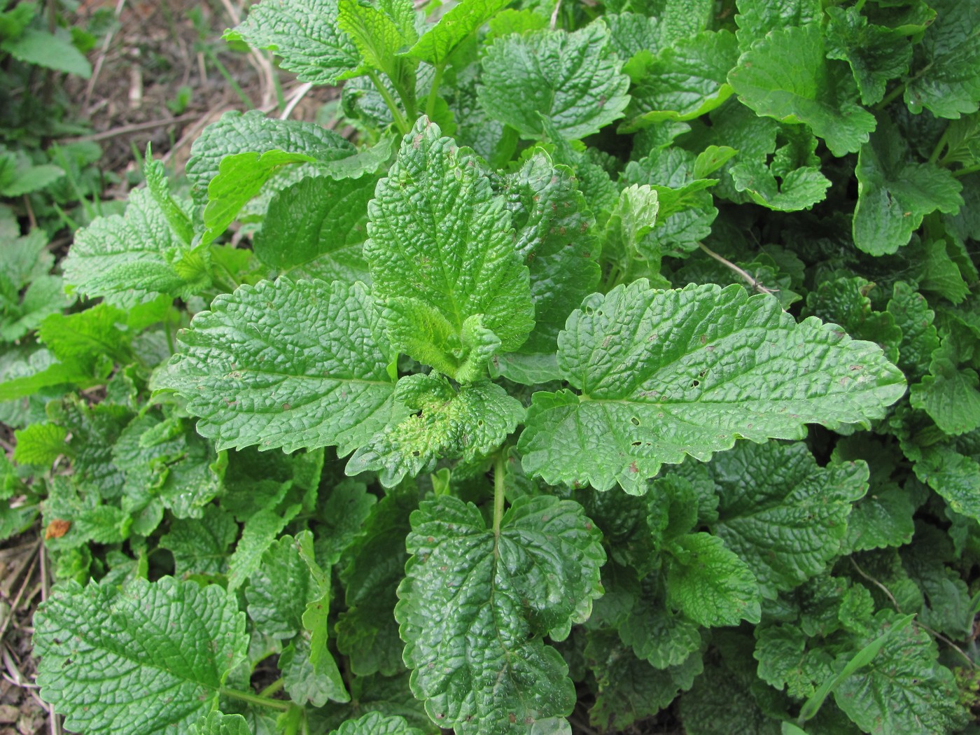 Image of Melissa officinalis specimen.