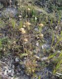 genus Jurinea