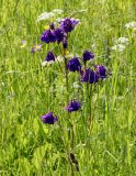 Aquilegia vulgaris