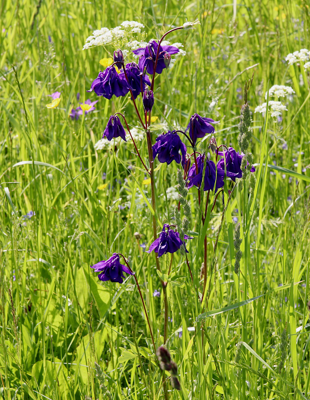 Image of Aquilegia vulgaris specimen.