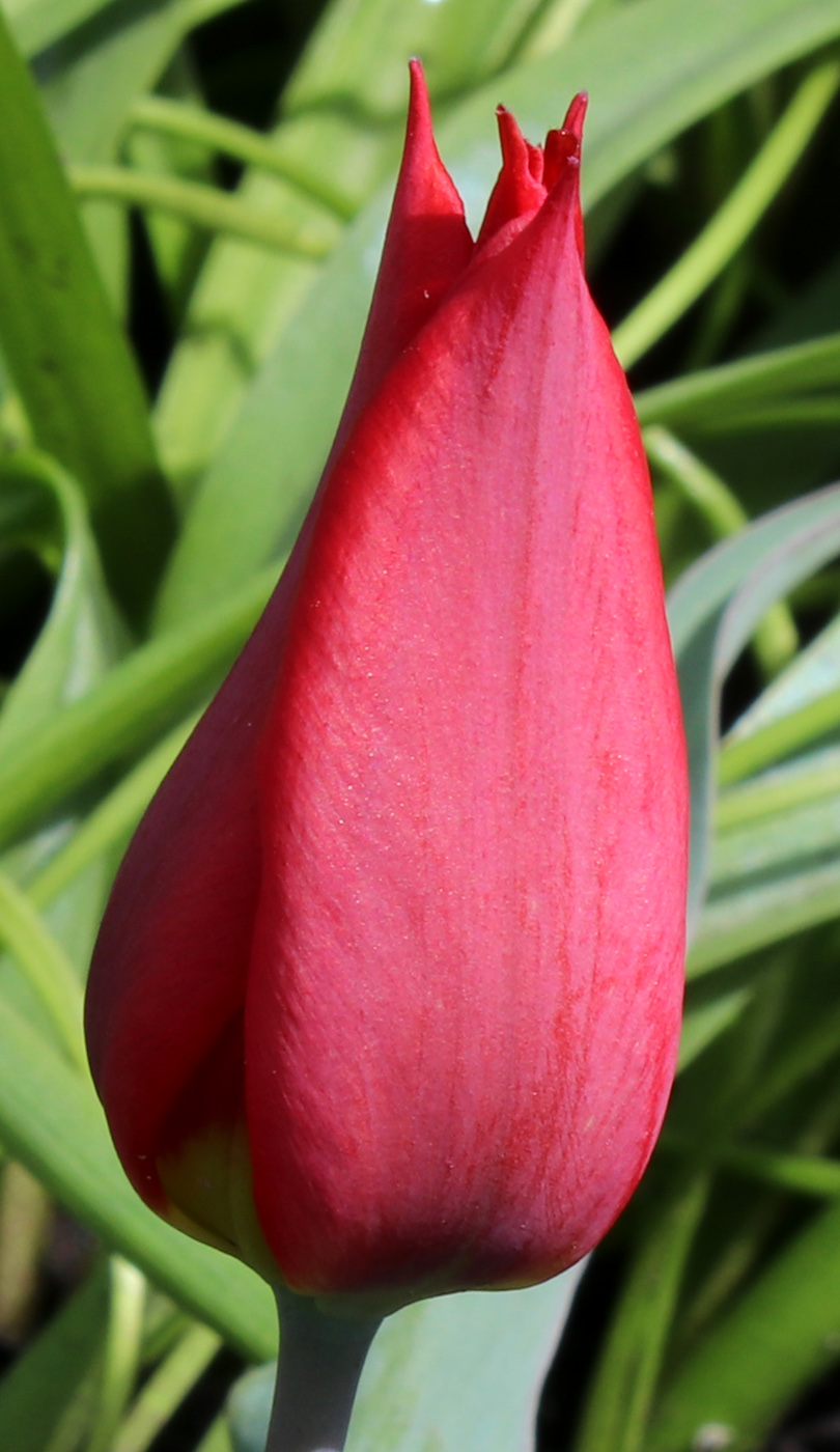Image of Tulipa suaveolens specimen.