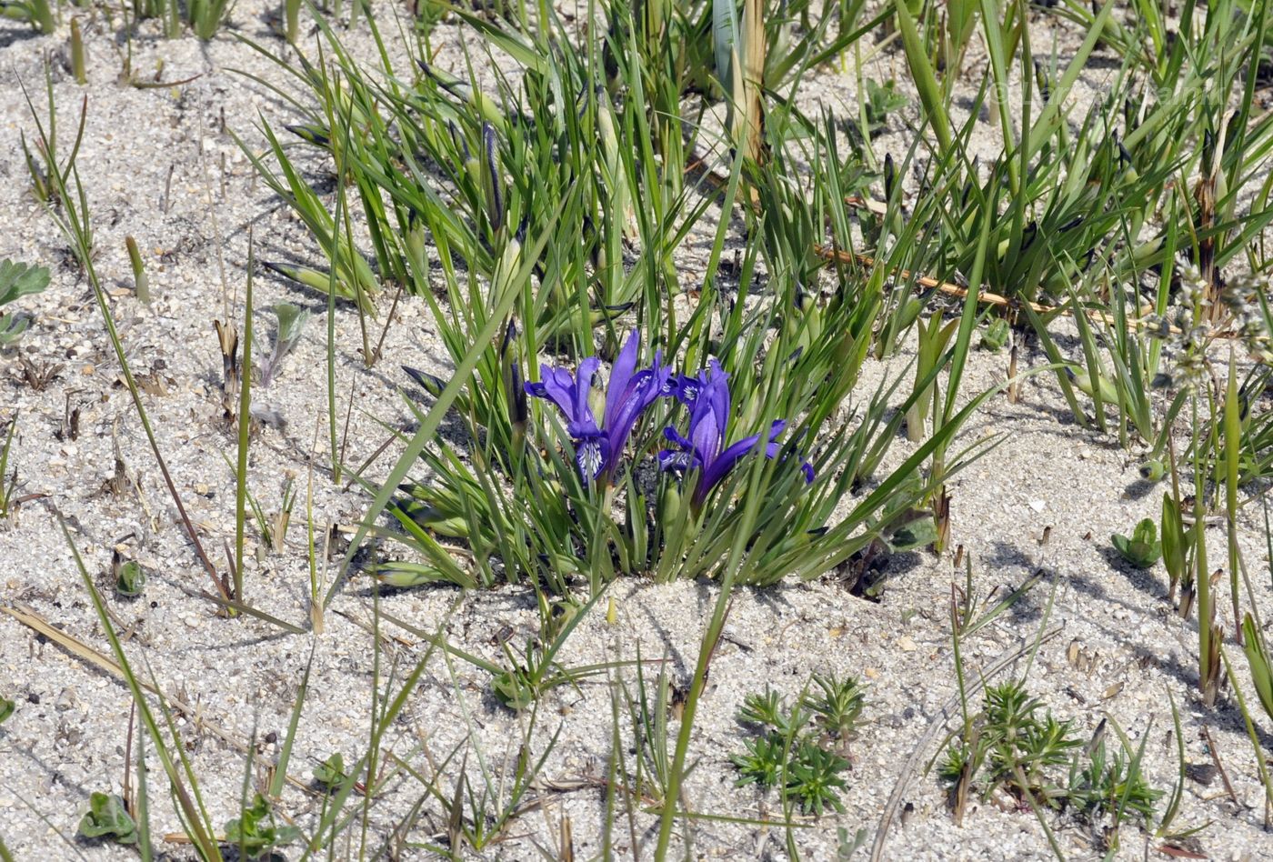 Image of Iris uniflora specimen.