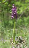 Anacamptis morio подвид caucasica. Цветущее растение. Крым, окр. с. Зеленогорье, ущ. р. Пананьян-Узень, пойма ручья, луг на берегу. 15 мая 2021 г.