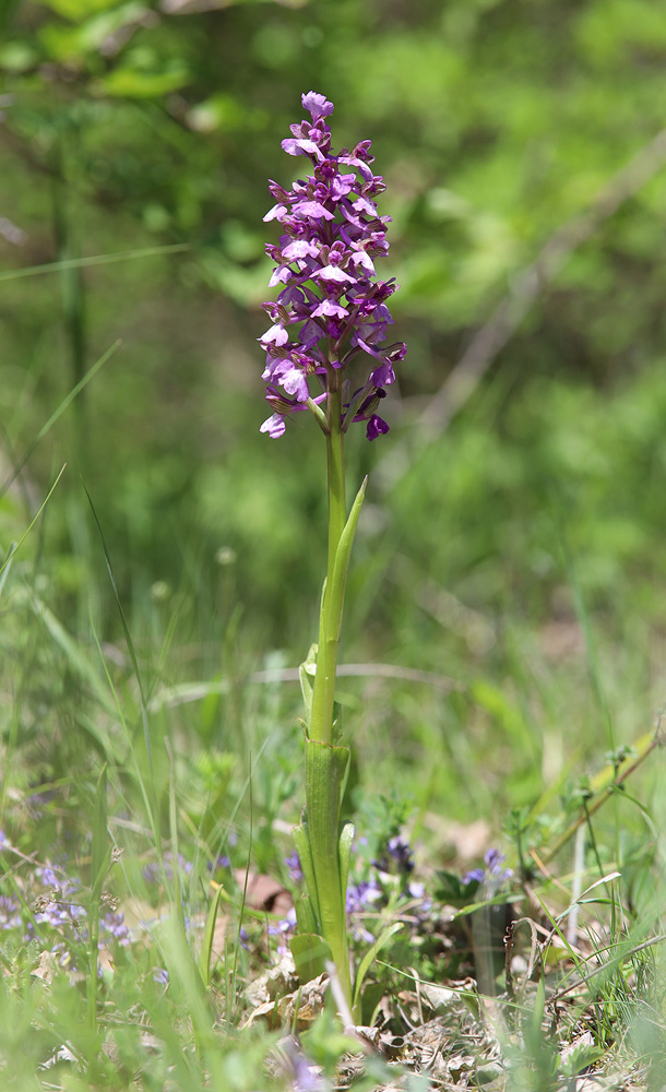 Изображение особи Anacamptis morio ssp. caucasica.