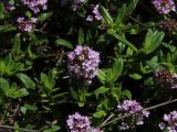 Thymus serpyllum