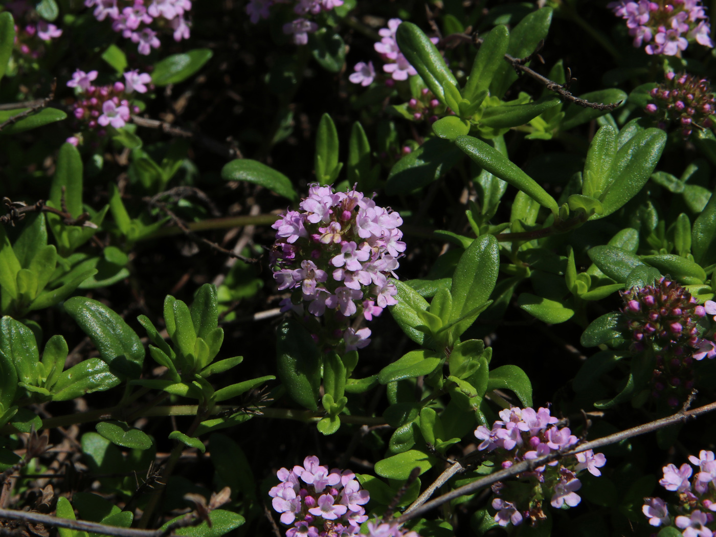 Изображение особи Thymus serpyllum.