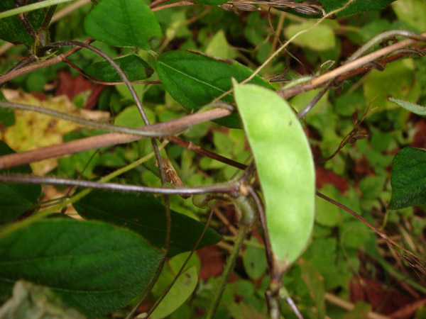 Изображение особи Amphicarpaea japonica.