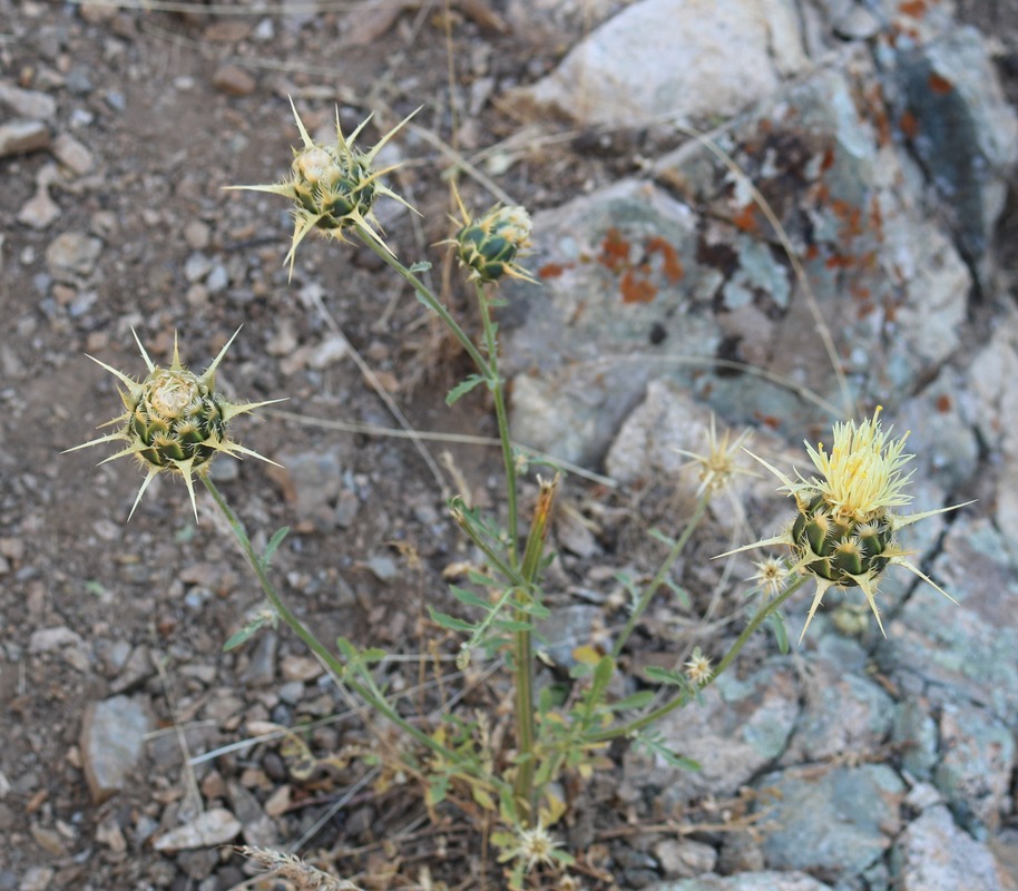Image of Centaurea reflexa specimen.