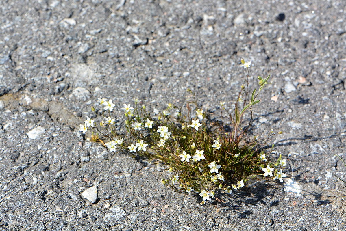 Image of Sagina nodosa specimen.