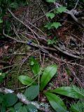 Clintonia udensis