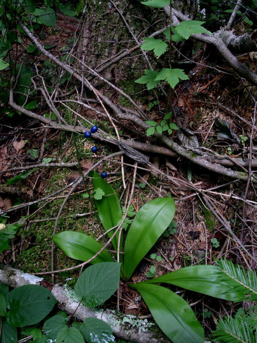 Изображение особи Clintonia udensis.