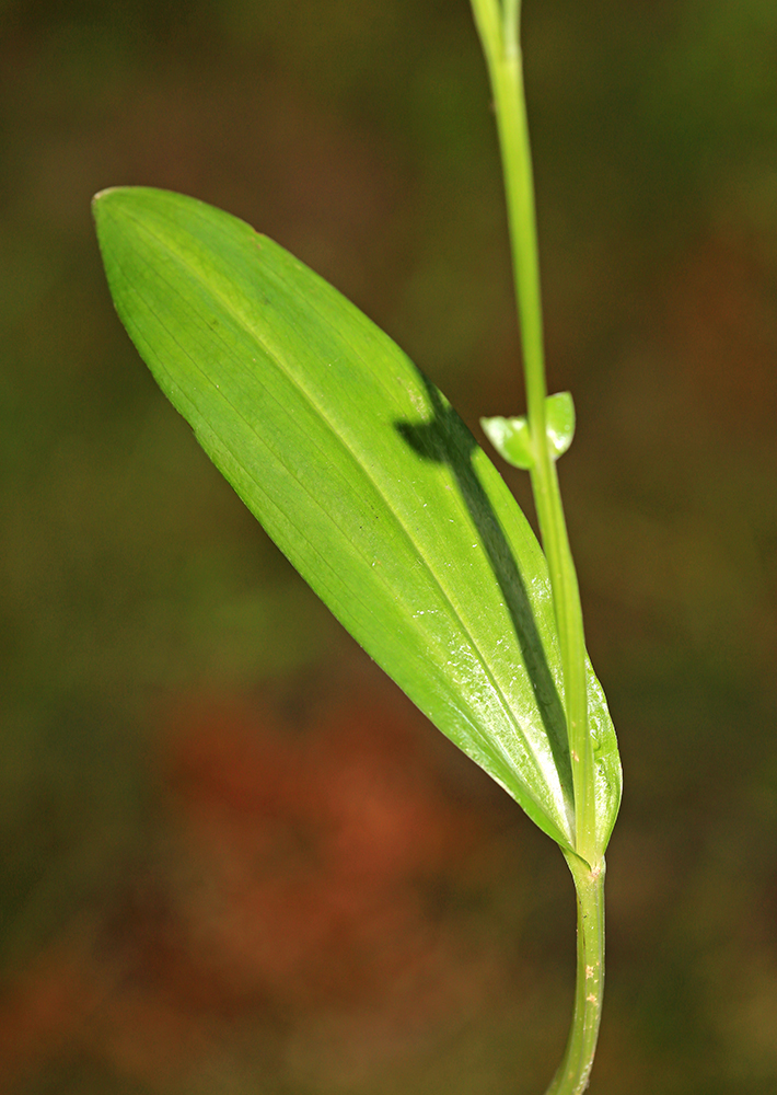 Image of Platanthera tipuloides specimen.