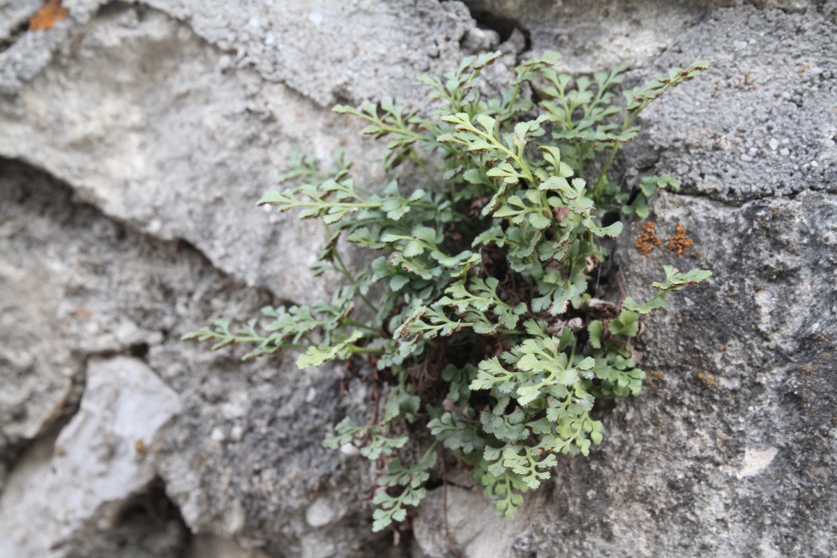 Изображение особи Asplenium ruta-muraria.