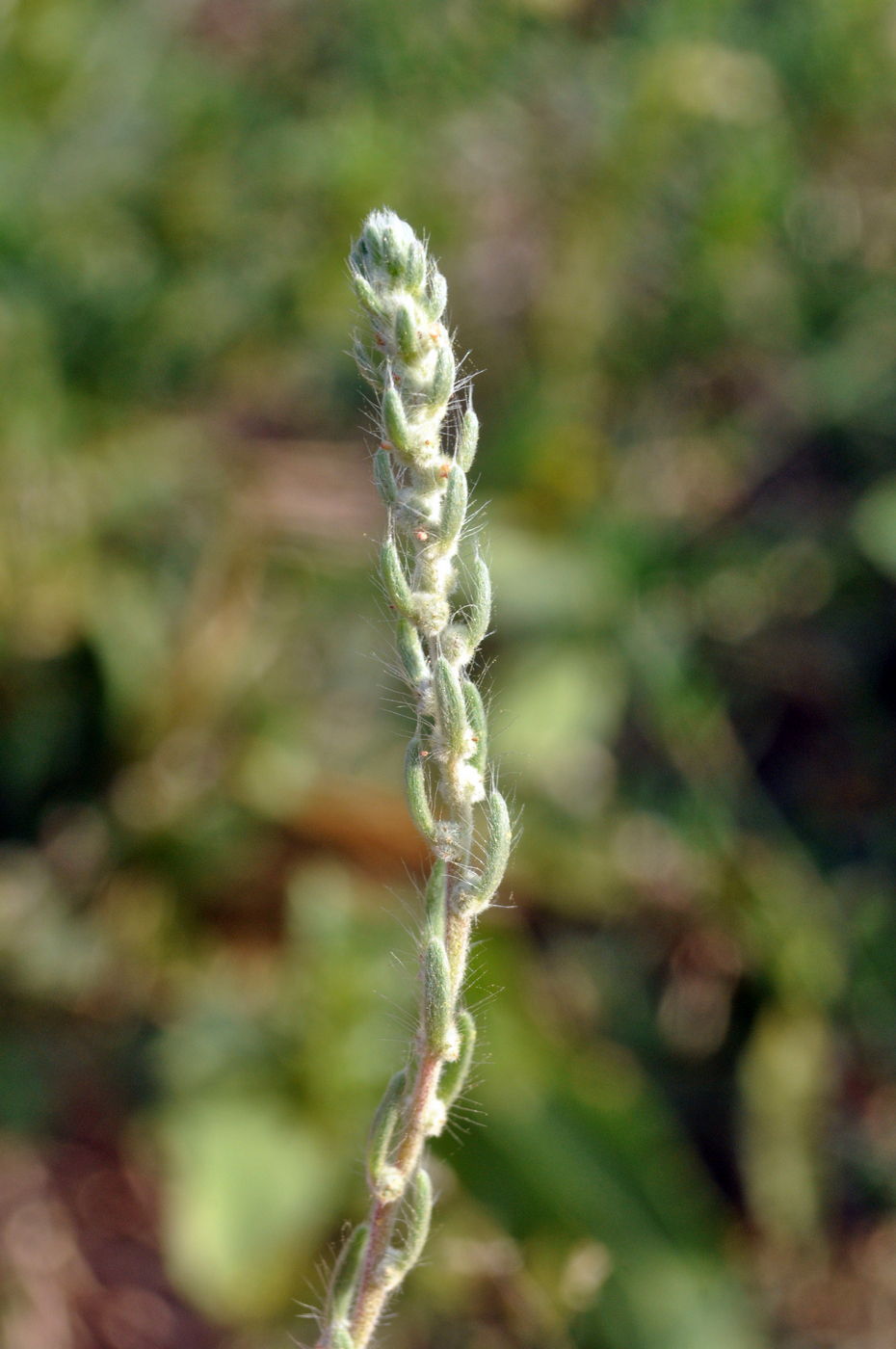 Изображение особи Bassia laniflora.