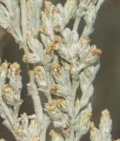 Image of taxon representative. Author is Михаил Князев