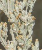 Artemisia lercheana