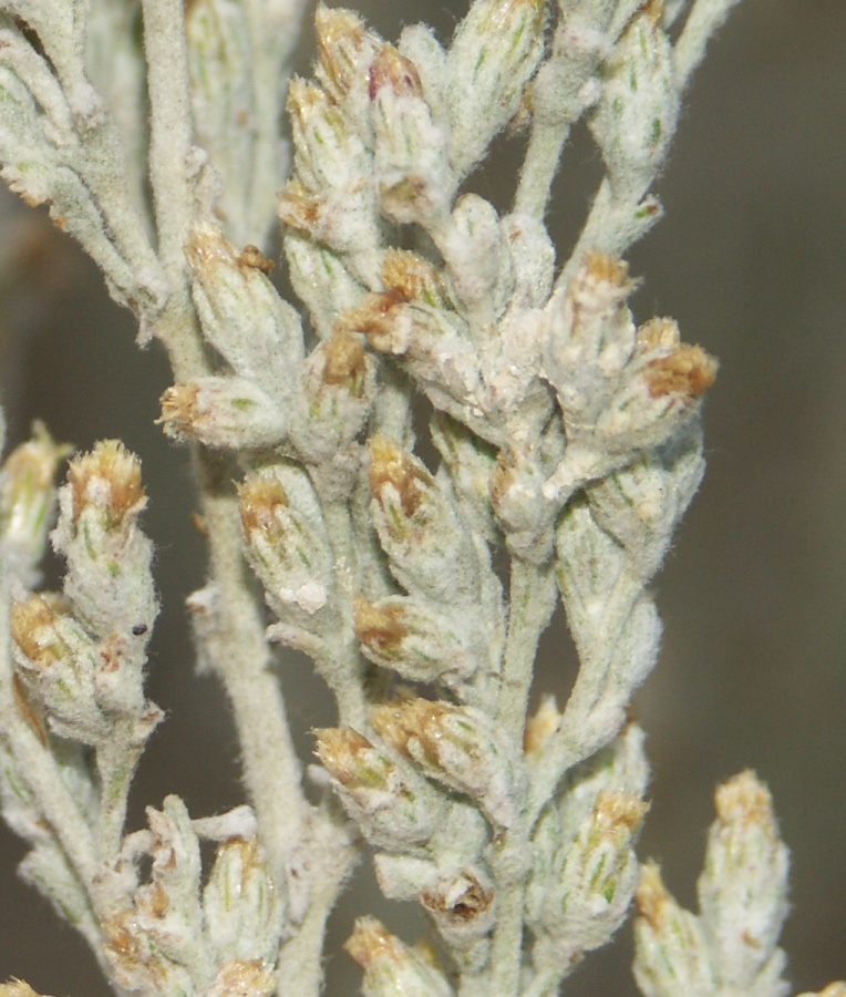 Image of Artemisia lercheana specimen.