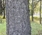 Picea form glauca