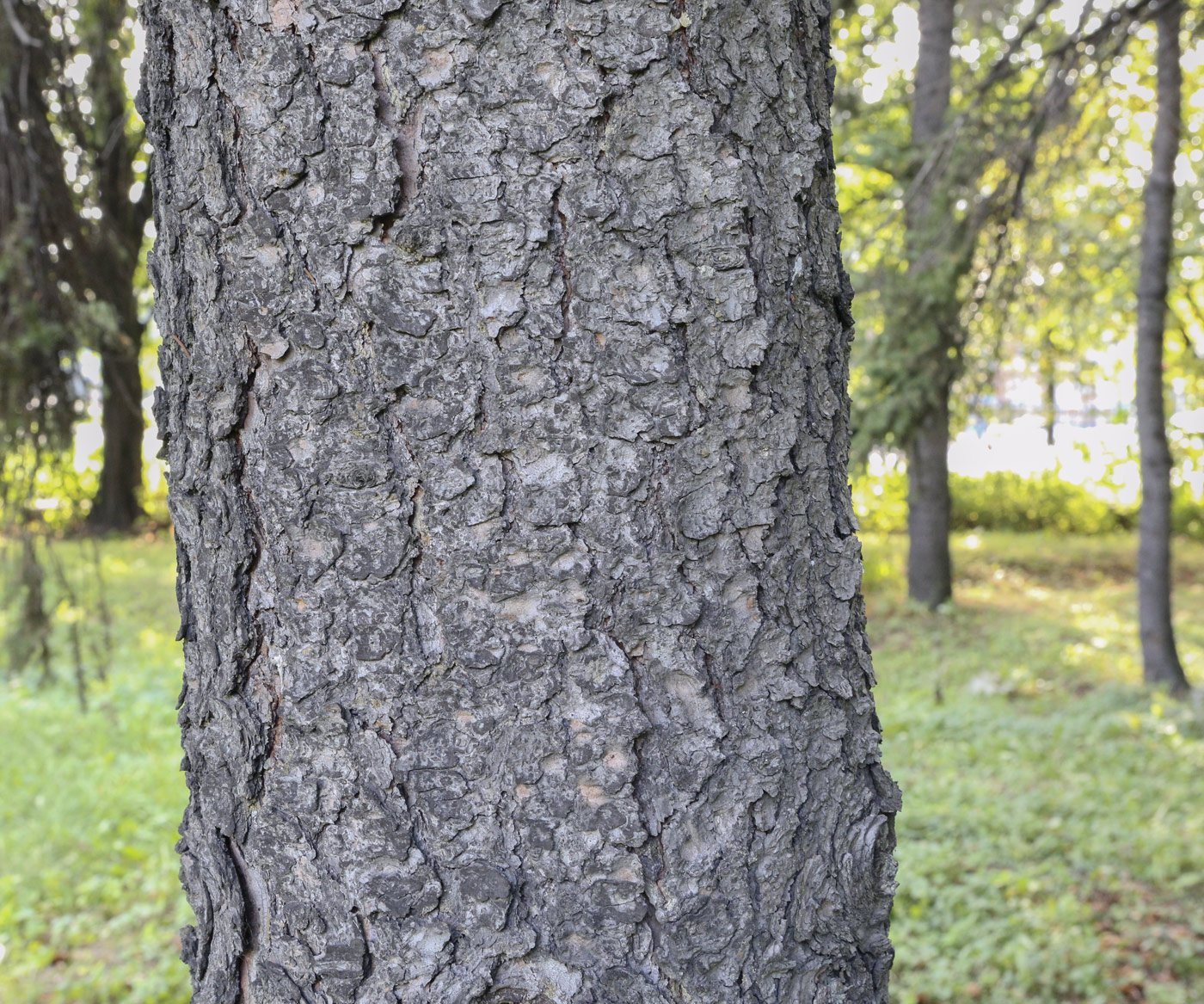 Image of Picea pungens f. glauca specimen.