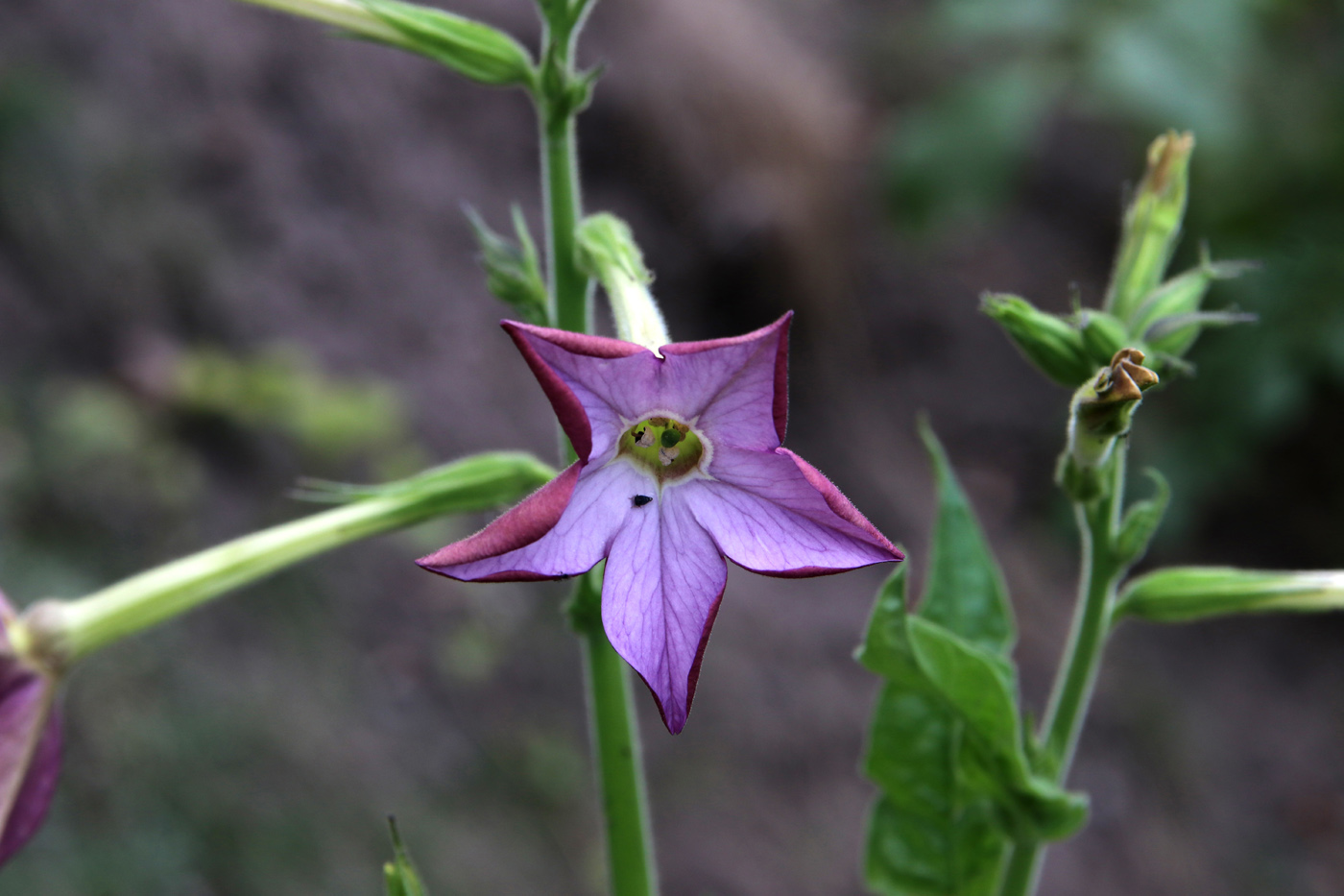 Изображение особи Nicotiana alata.