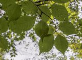 Prunus incisa