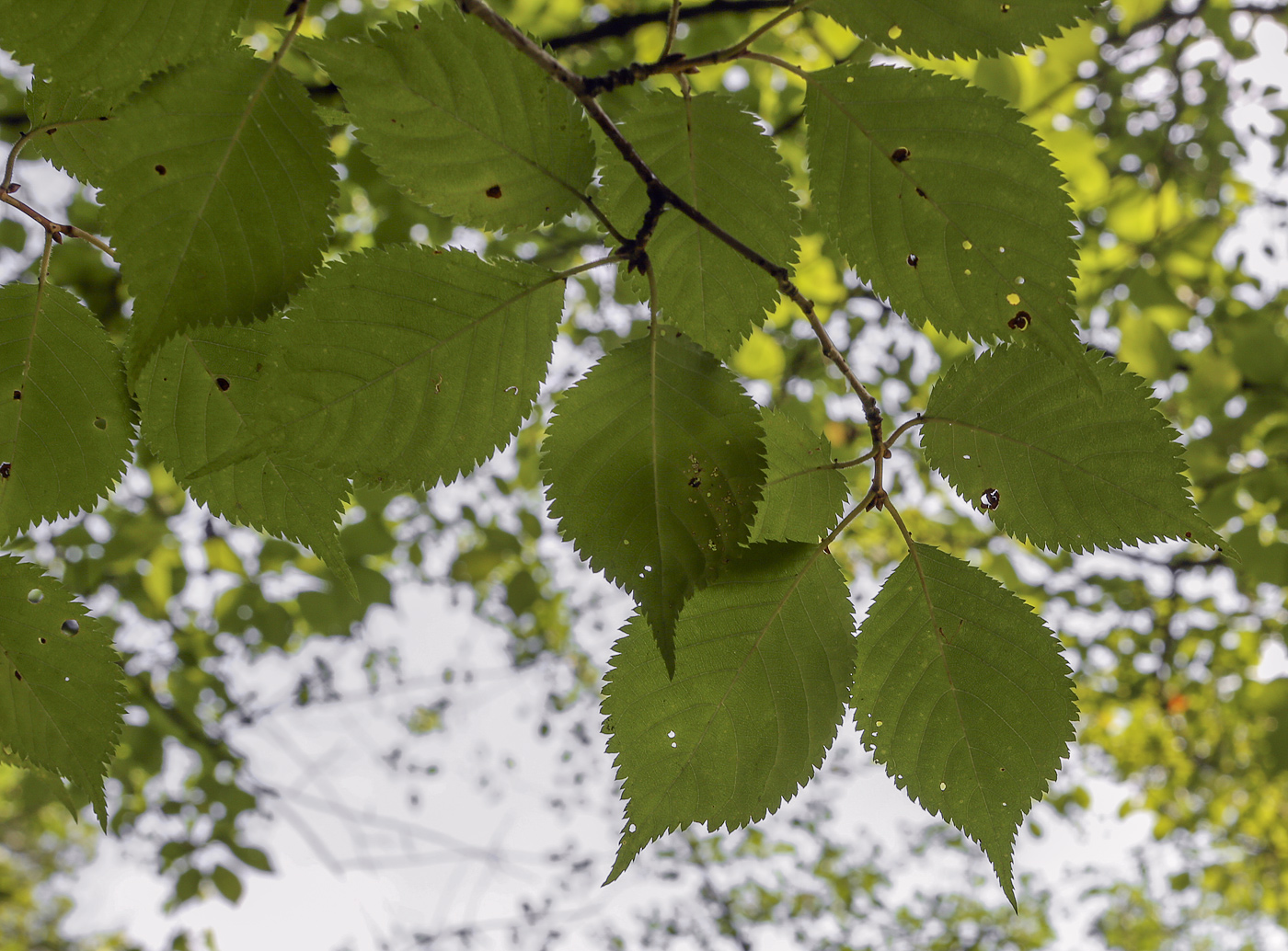 Image of Prunus incisa specimen.