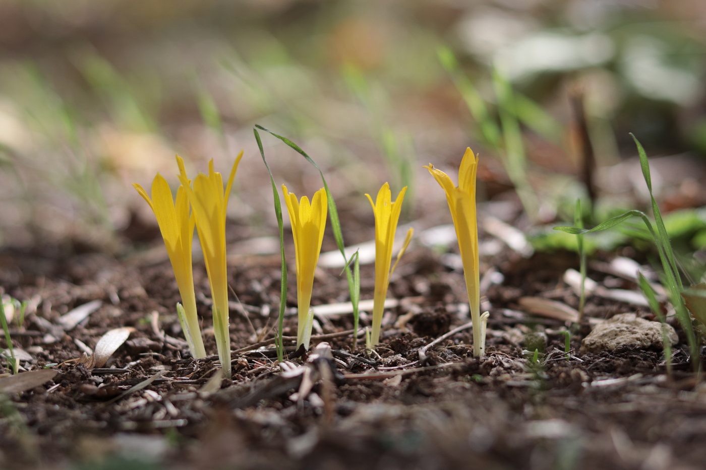 Image of Sternbergia colchiciflora specimen.